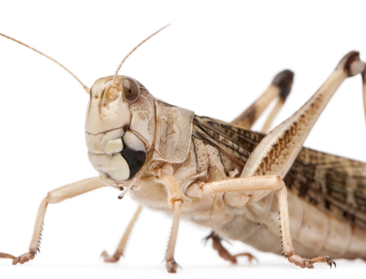 insecten in supermarkt