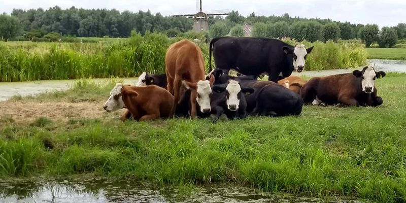 Bewoners Voorne aan Zee in verweer tegen plannen om delen Nederland onder water te zetten