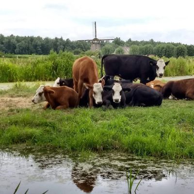 Bewoners Voorne aan Zee in verweer tegen plannen om delen Nederland onder water te zetten