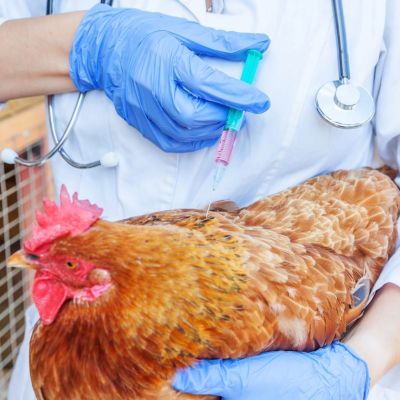 Landbouwministerie blundert rond vaccinatiepilot tegen vogelgriep