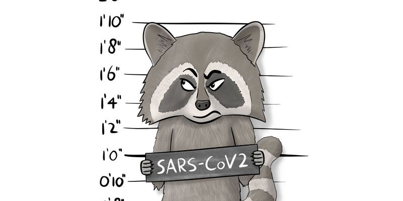 Oorsprong-van-Sars-Cov-2--wasbeerhond-of-lab-leak-