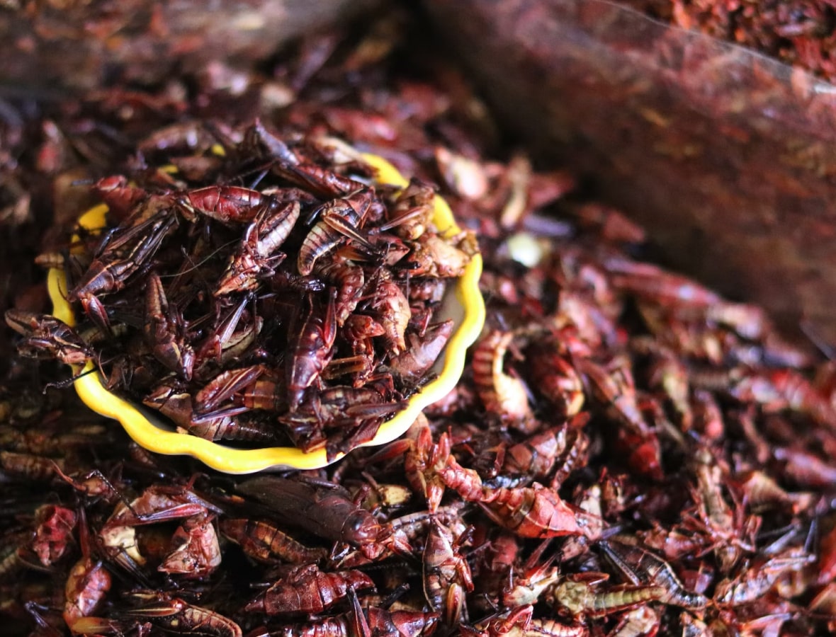 gedragssturing-burger-moet-aan-insecten-en-kweekvlees-2022-10-23
