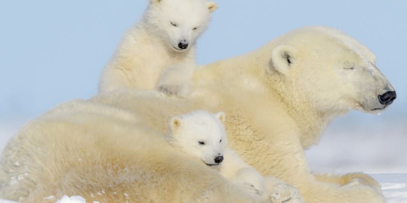 Immuun voor klimaatverandering