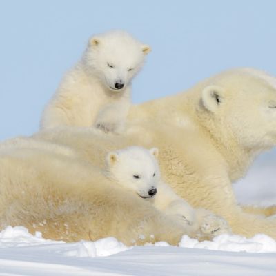 Immuun voor klimaatverandering