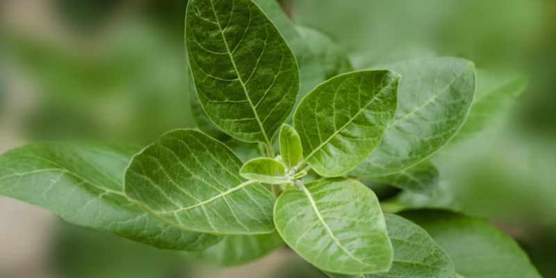 VWS wil natuurlijk zelfzorgmiddel Ashwagandha verbieden