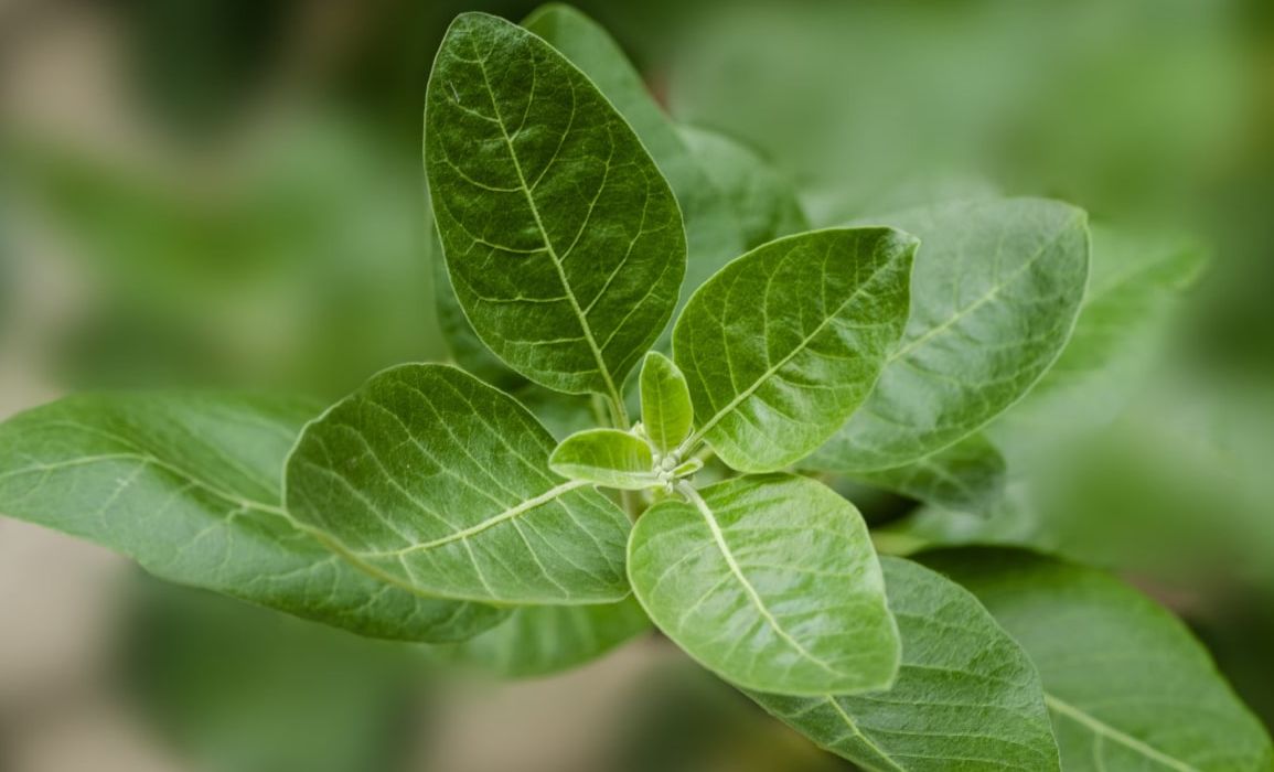 VWS wil natuurlijk zelfzorgmiddel Ashwagandha verbieden