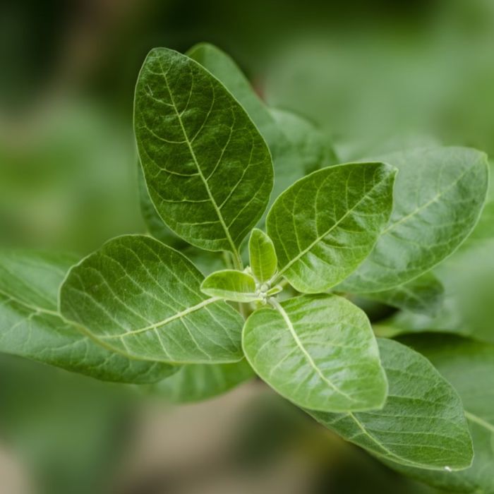 VWS wil natuurlijk zelfzorgmiddel Ashwagandha verbieden