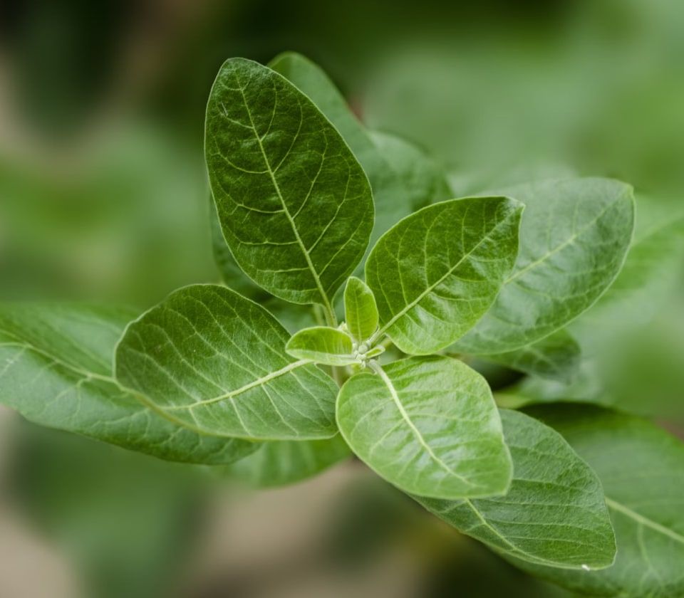 VWS wil natuurlijk zelfzorgmiddel Ashwagandha verbieden