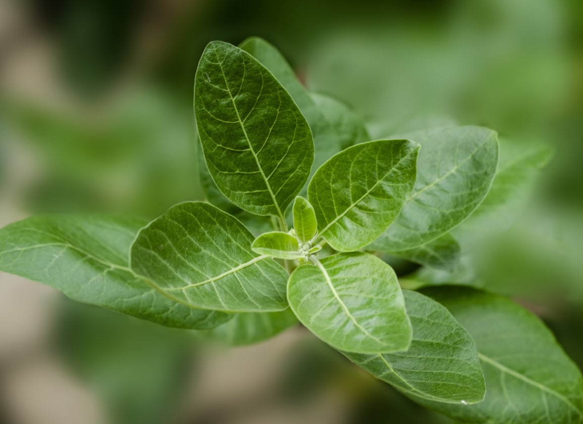 vws-wil-natuurlijk-zelfzorgmiddel-ashwagandha-verbieden