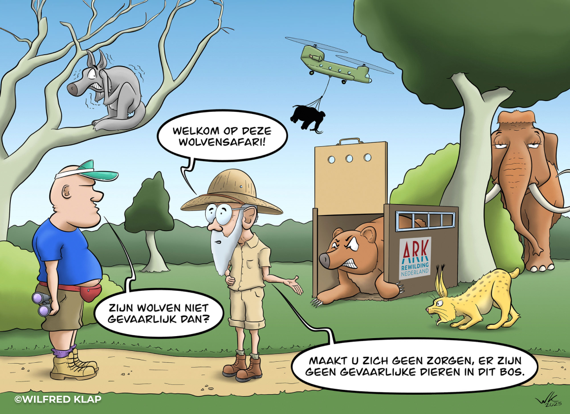 belgische-wolvenknuffelaar-noemt-nederlands-beleid-rond-roofdier-zootje-ongeregeld