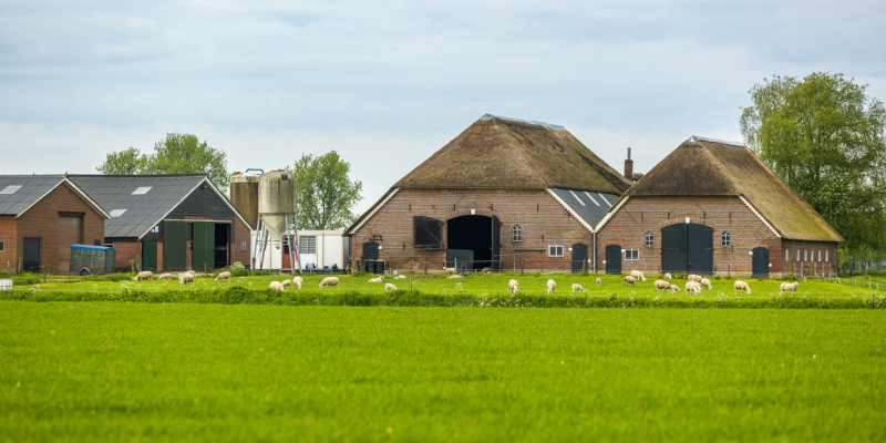 Gelderland verzint eigen stikstofregels