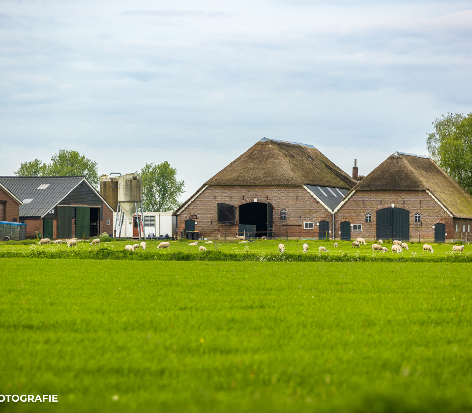Gelderland verzint eigen stikstofregels