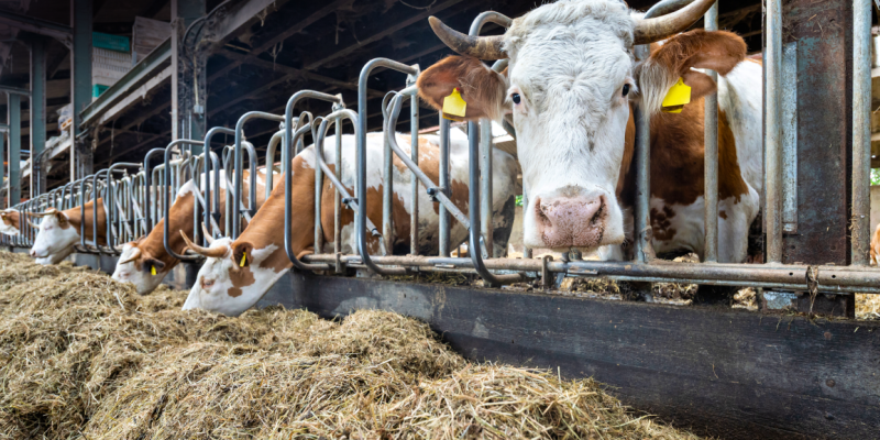 Bovaer-schandaal breidt zich uit 