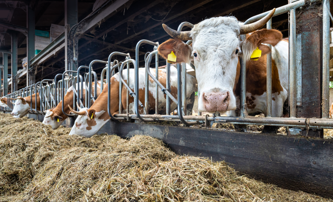 Bovaer-schandaal breidt zich uit 