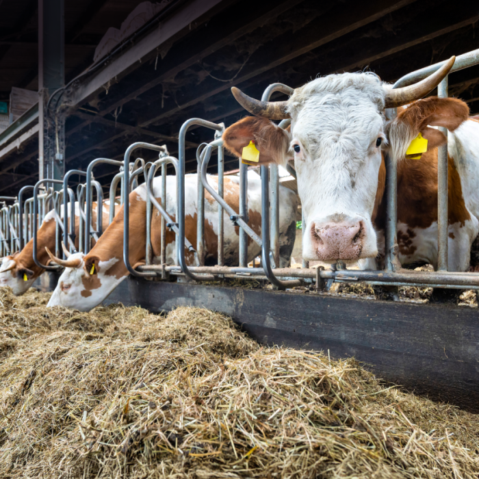 Bovaer-schandaal breidt zich uit 