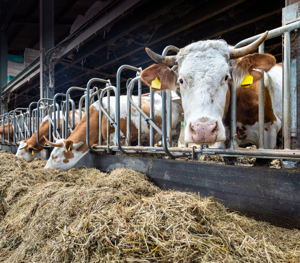 Bovaer-schandaal breidt zich uit 