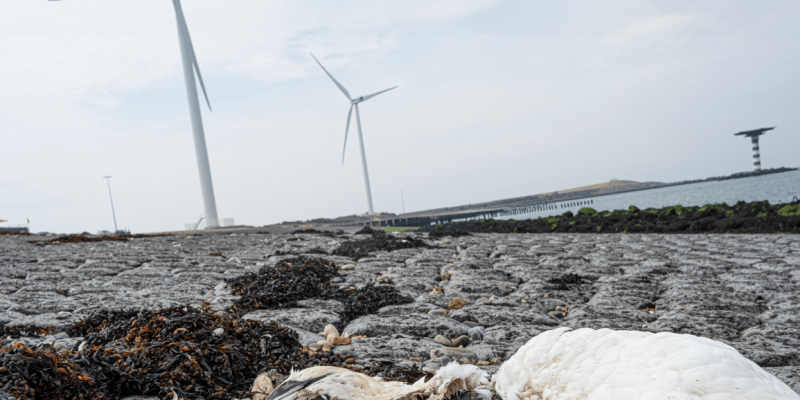 Windturbines hebben dramatische gevolgen voor biodiversiteit