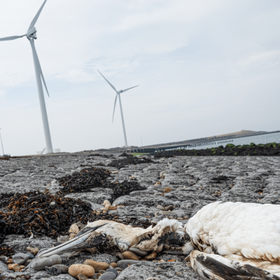 Windturbines hebben dramatische gevolgen voor biodiversiteit