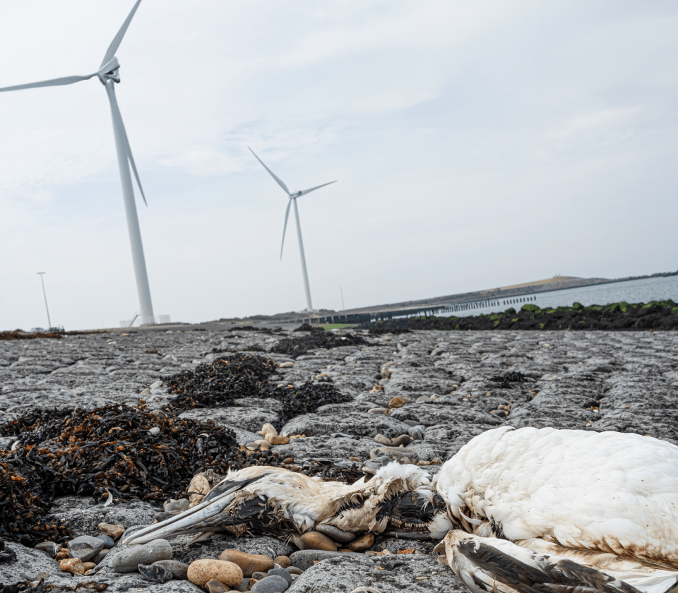 Windturbines hebben dramatische gevolgen voor biodiversiteit