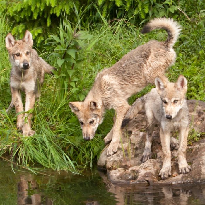 Spontaan aan komen lopen of door de mens uitgezet