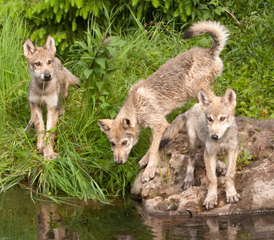 Spontaan aan komen lopen of door de mens uitgezet