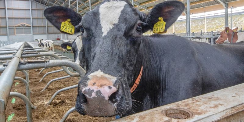 Wereldwijde kritiek op Bovaer