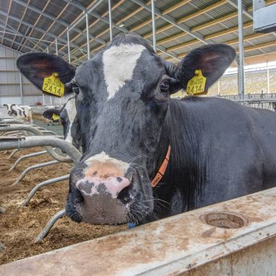 Wereldwijde kritiek op Bovaer