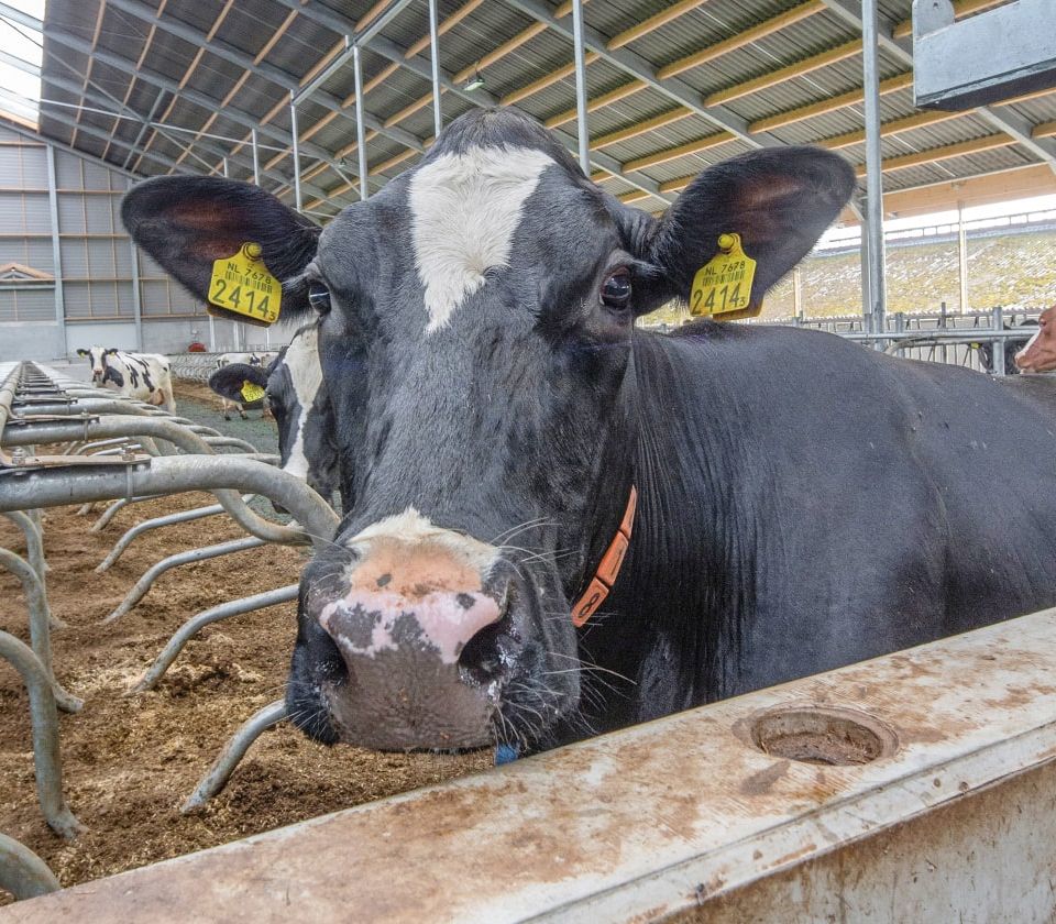 Wereldwijde kritiek op Bovaer