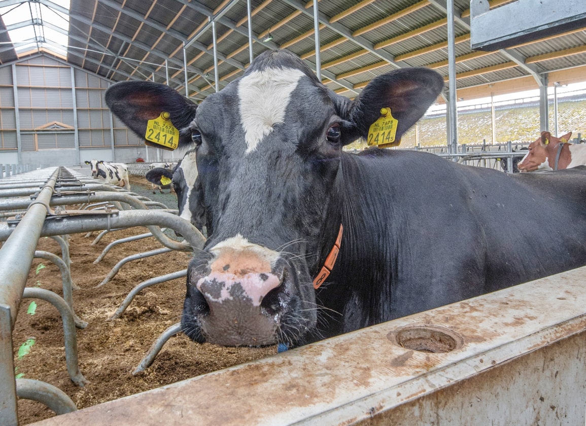 wereldwijde-kritiek-op-bovaer