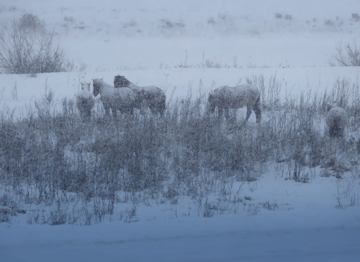 Wensnatuur leidt tot dierenleed