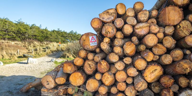 Illegale kaalslag in duingebied