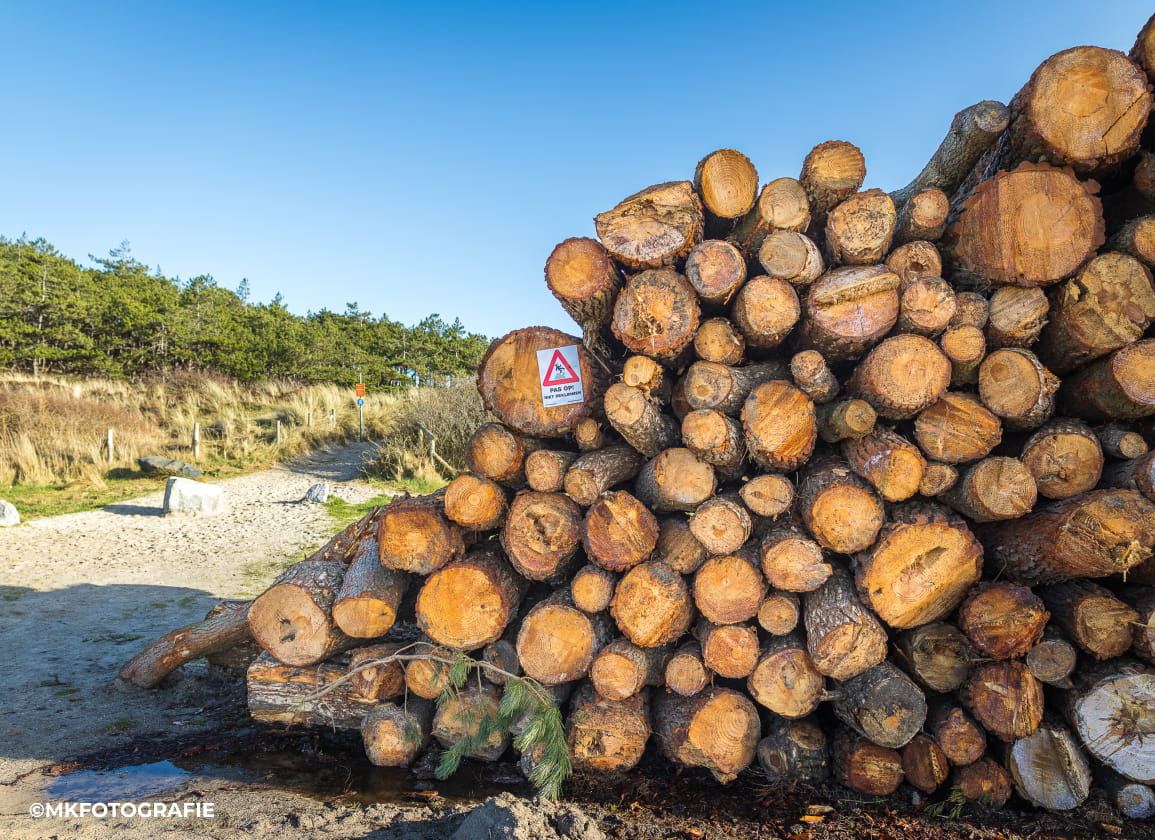 illegale-kaalslag-in-duingebied