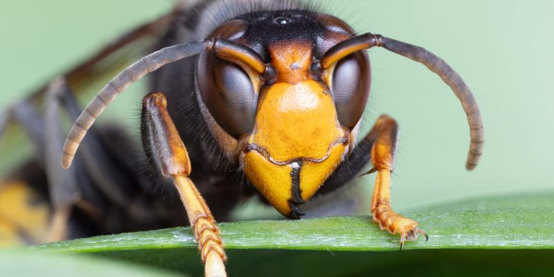 Aziatische hoornaar bedreigt voedsel-voorziening