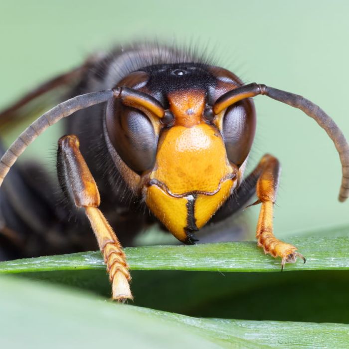 Aziatische hoornaar bedreigt voedsel-voorziening