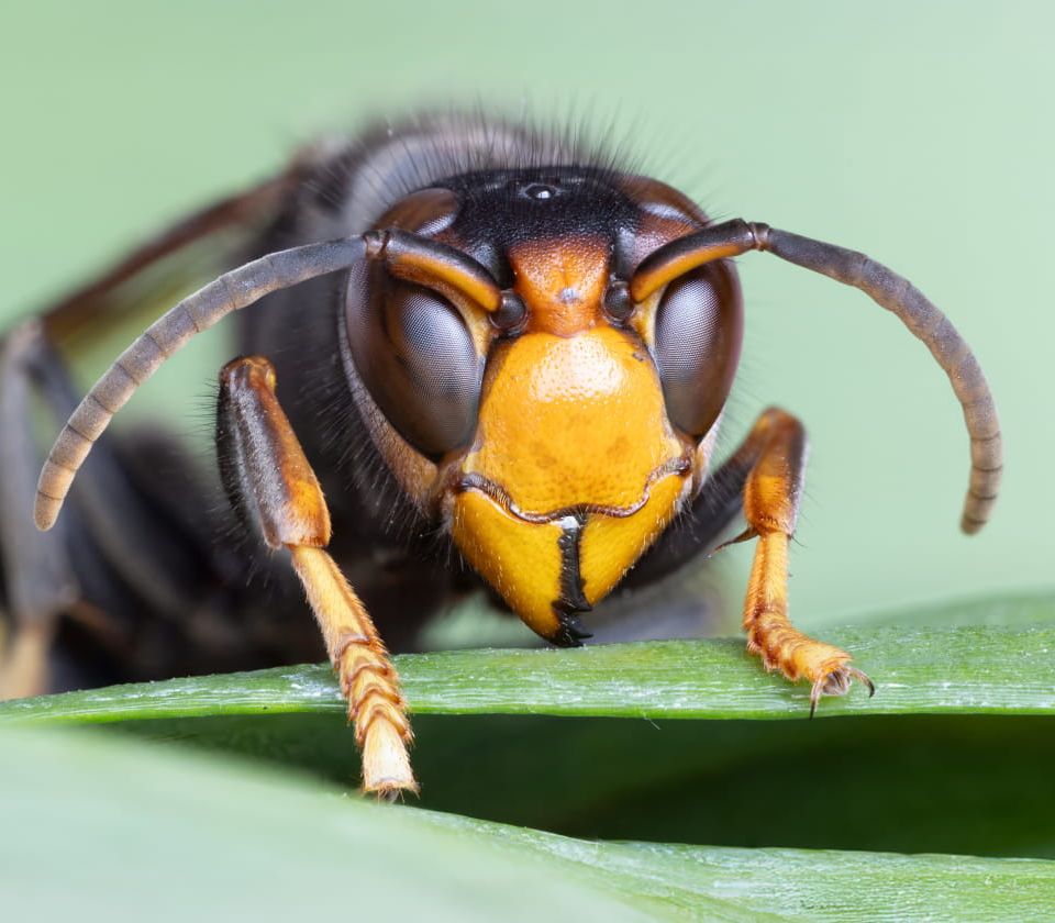 Aziatische hoornaar bedreigt voedsel-voorziening