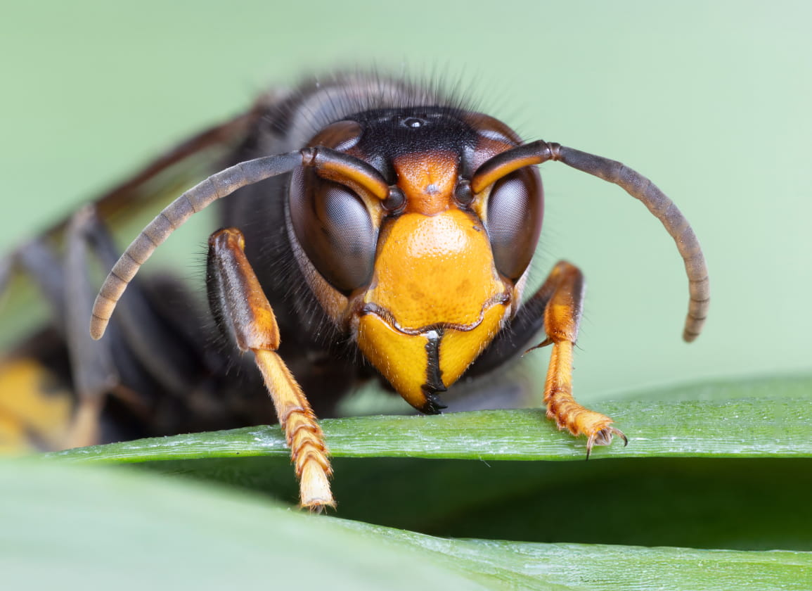 Aziatische hoornaar bedreigt voedselvoorziening