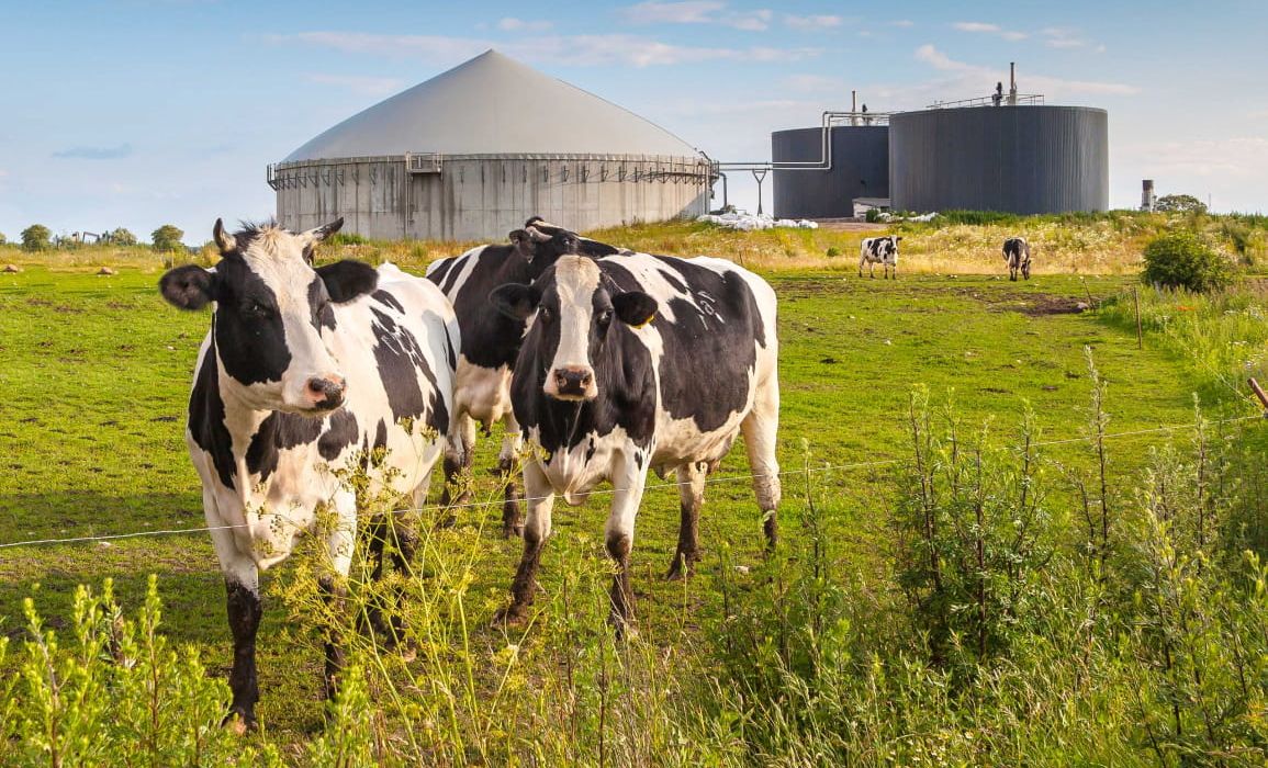 “In mest zit energie”